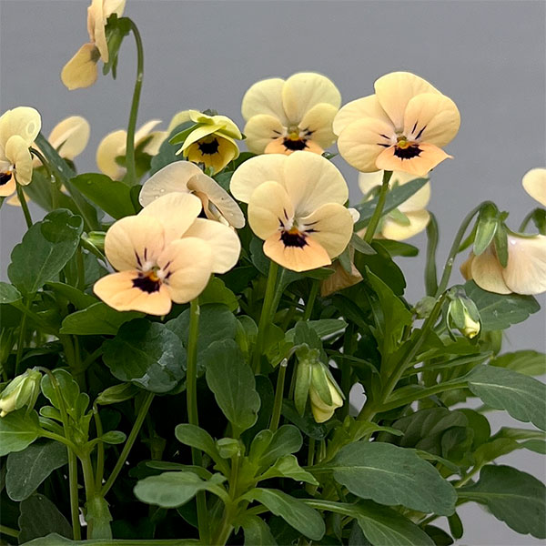 【お1人様1ポット】ビオラ：ビオレッタ　マースオレンジ3.5号ポット