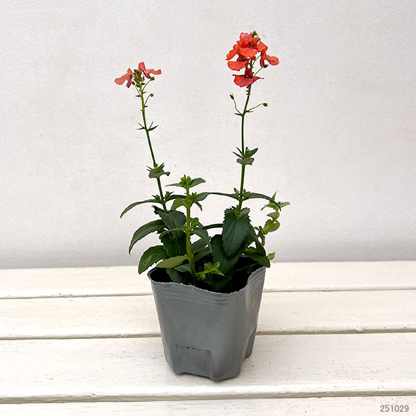 ディアスシア：トリニティ　サンセット3号ポット