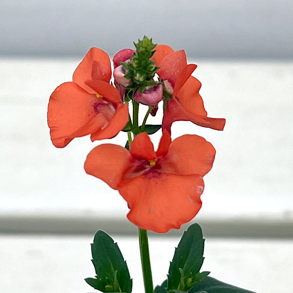 ディアスシア：トリニティ　サンセット3号ポット