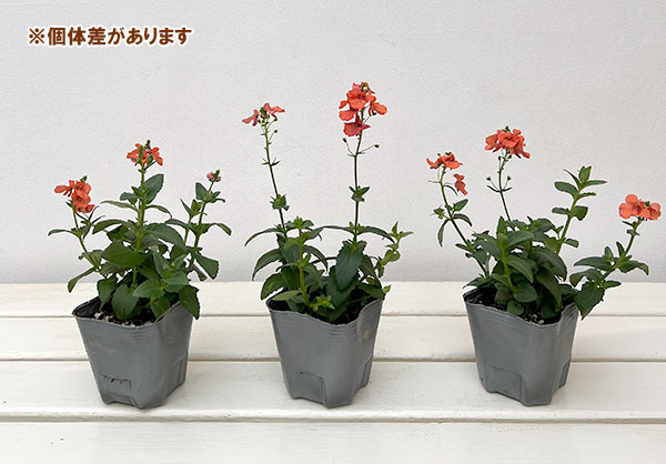 ディアスシア：トリニティ　サンセット3号ポット