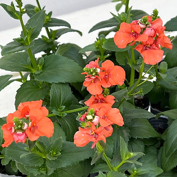 ディアスシア：トリニティ　サンセット3号ポット