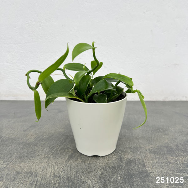 バニラ(緑葉)3.5号ポット