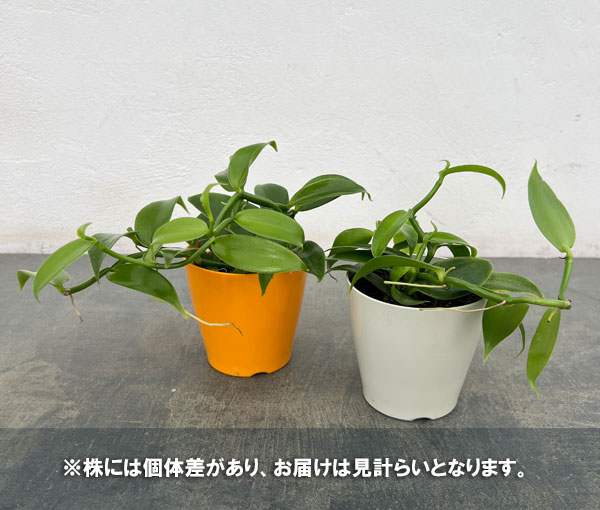 バニラ(緑葉)3.5号ポット