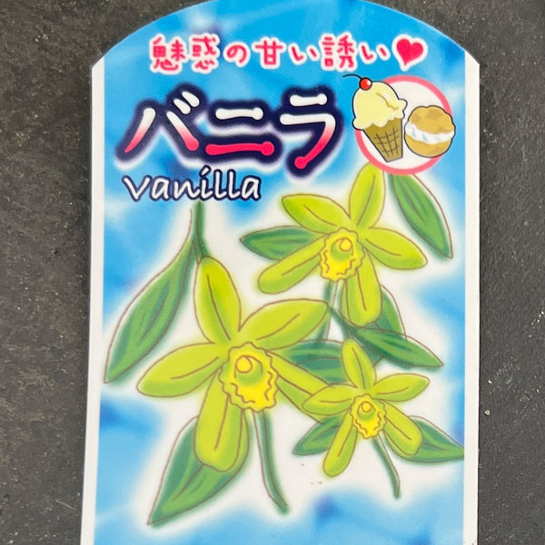 バニラ(緑葉)3.5号ポット