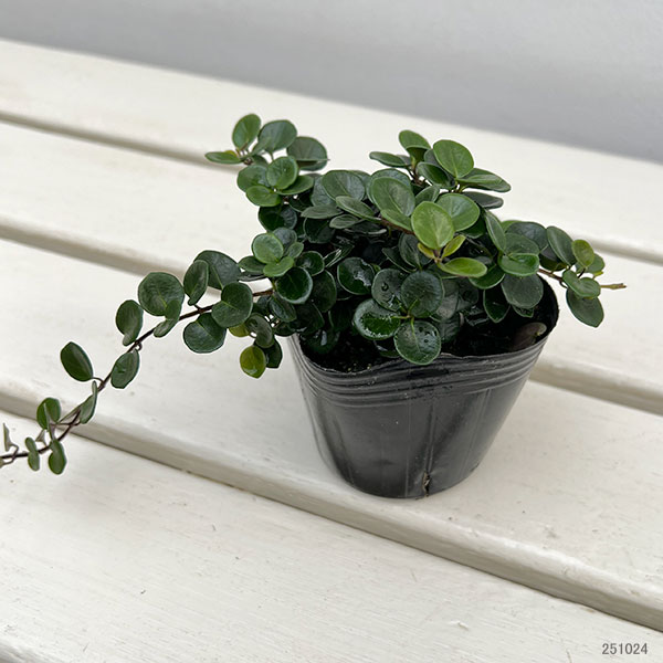 ロニセラ：リトルハニー3号ポット 6株セット