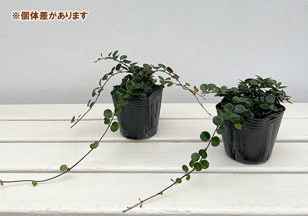 ロニセラ：リトルハニー3号ポット 6株セット