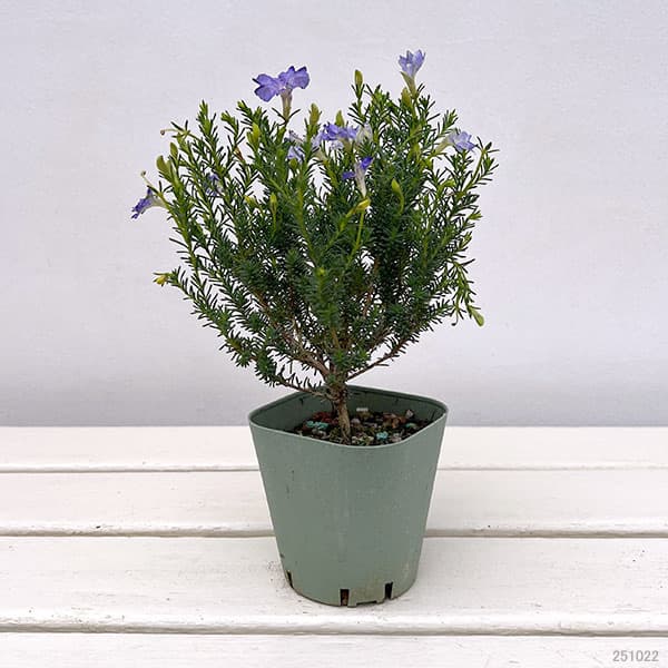 初恋草：ロックブルー3号ポット