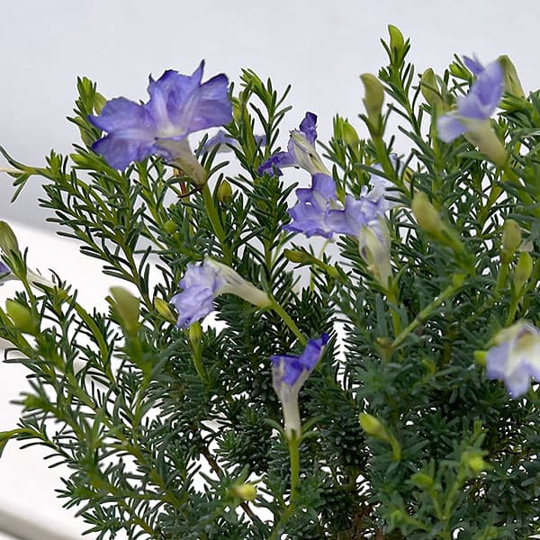 初恋草：ロックブルー3号ポット