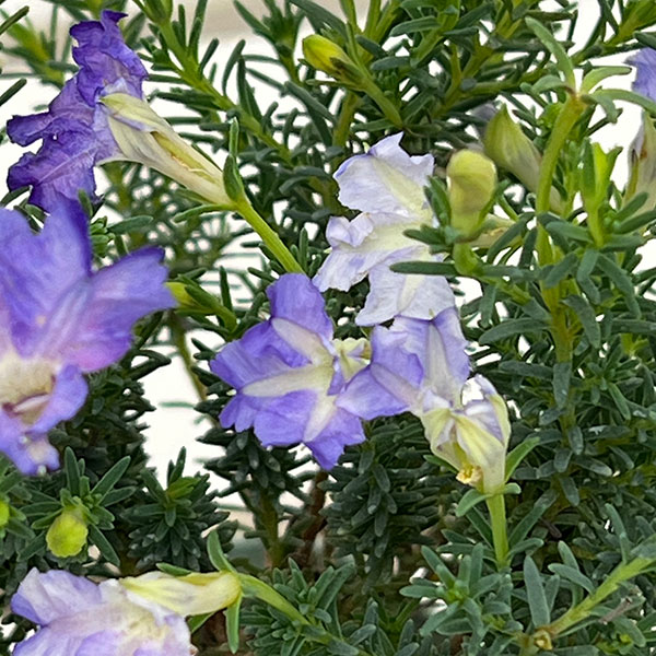 初恋草：ロックブルー3号ポット