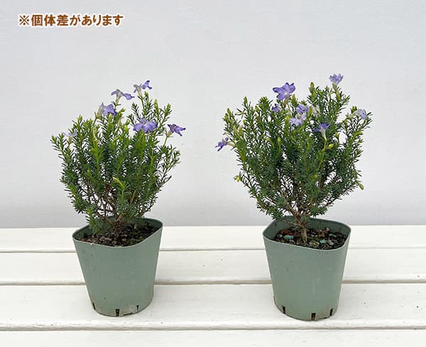 初恋草：ロックブルー3号ポット