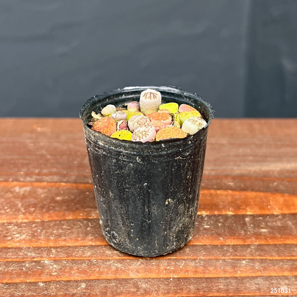 リトープス：カラフルミックス　2号ポット