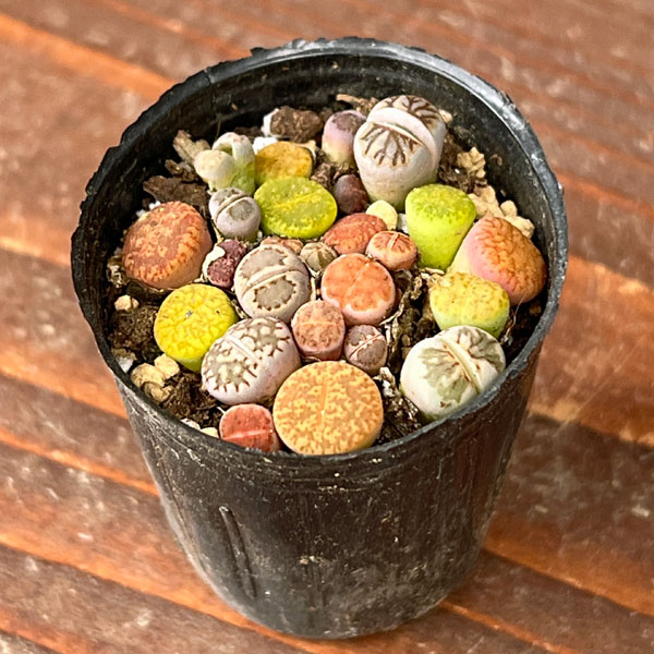 リトープス：カラフルミックス　2号ポット