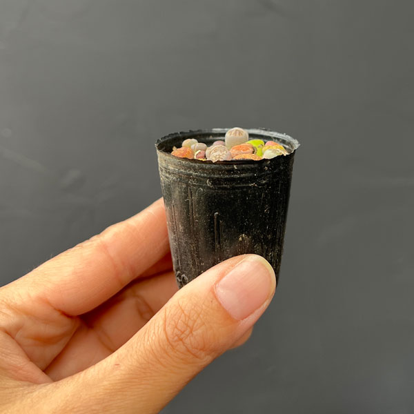 リトープス：カラフルミックス　2号ポット