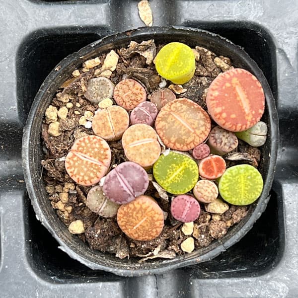 リトープス：カラフルミックス　2号ポット