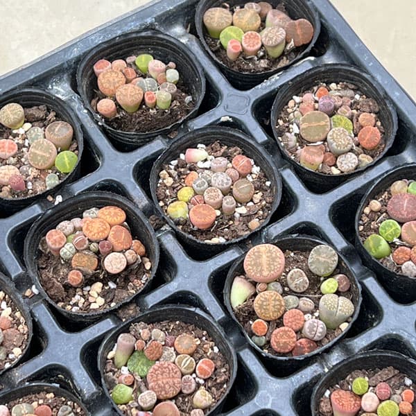 リトープス：カラフルミックス　2号ポット