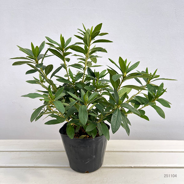 平戸ツツジ：ミセスグラバー5号ポット