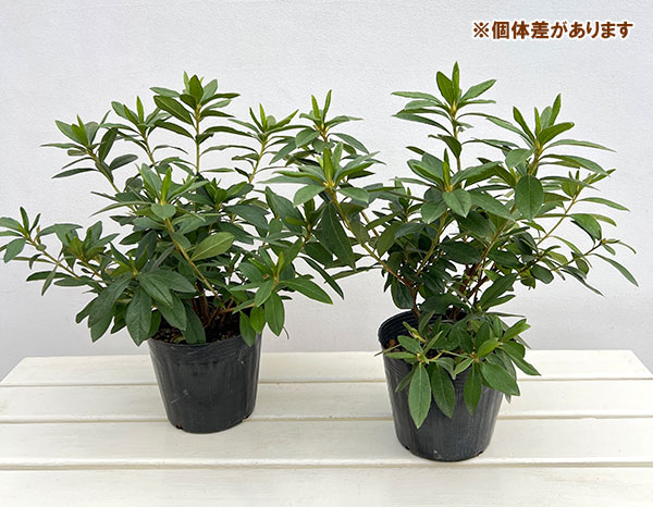 平戸ツツジ：ミセスグラバー5号ポット