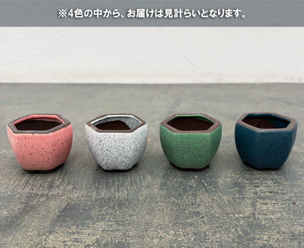 マメポットB　六角形・鉢色おまかせ1鉢（直径6cm）