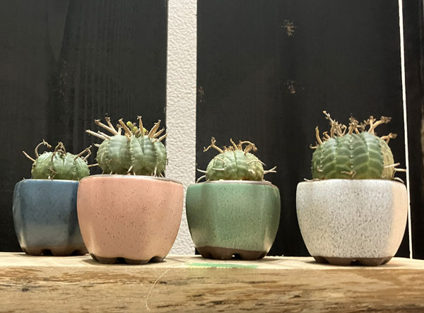 マメポットB　六角形・鉢色おまかせ1鉢（直径6cm）