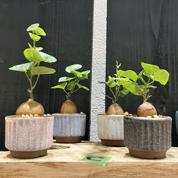 マメポットC　丸形縦筋・鉢色おまかせ1鉢（直径約4.8cm）