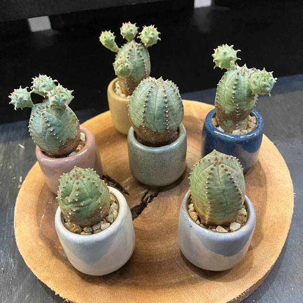 マメポットE 丸形・鉢色おまかせ1鉢(直径約3.5cm)