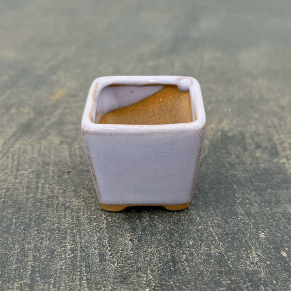 マメポットH　角形・鉢色おまかせ1鉢（直径4cm）