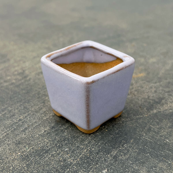 マメポットH　角形・鉢色おまかせ1鉢（直径4cm）
