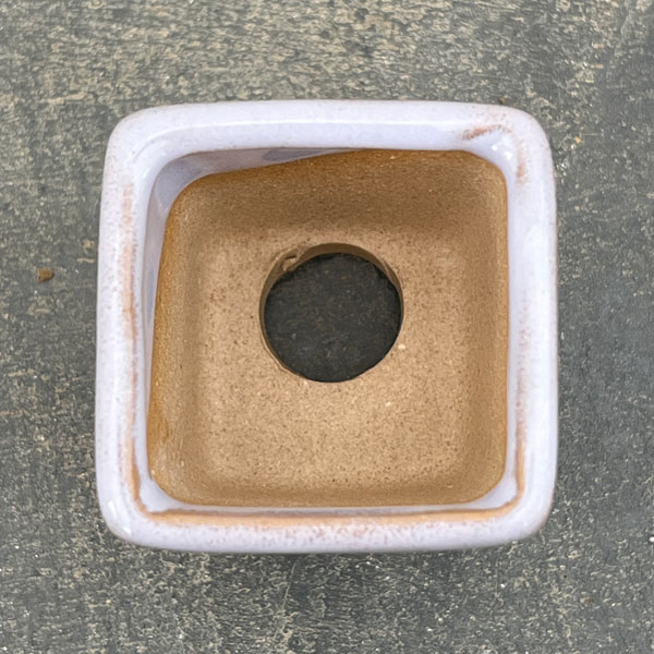 マメポットH　角形・鉢色おまかせ1鉢（直径4cm）