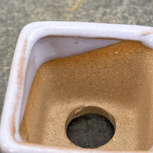 マメポットH　角形・鉢色おまかせ1鉢（直径4cm）