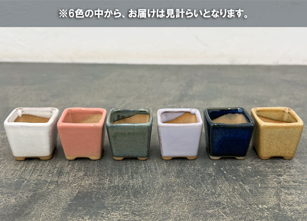 マメポットH　角形・鉢色おまかせ1鉢（直径4cm）