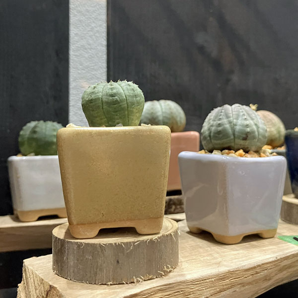 マメポットH　角形・鉢色おまかせ1鉢（直径4cm）