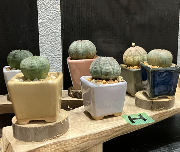 マメポットH　角形・鉢色おまかせ1鉢（直径4cm）