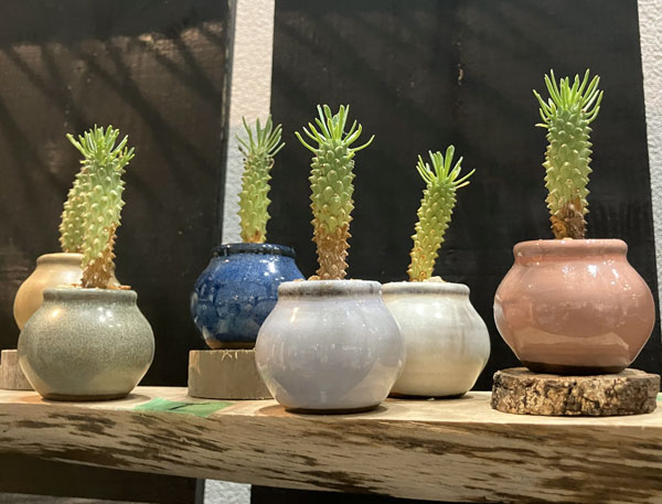 マメポットI　壺形・鉢色おまかせ1鉢（直径約4.3cm）