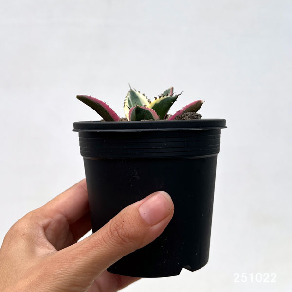 アガベ：チタノタ　スナグルトゥース　3号ポット