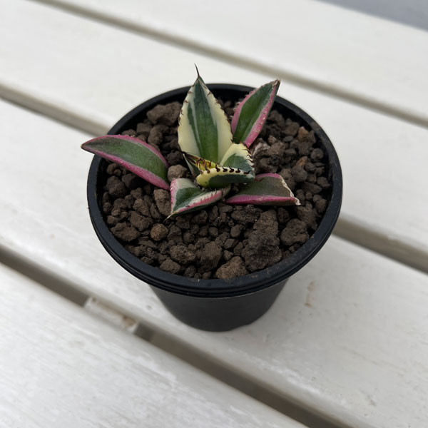アガベ：チタノタ　スナグルトゥース　3号ポット