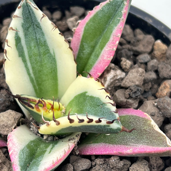 アガベ：チタノタ　スナグルトゥース　3号ポット