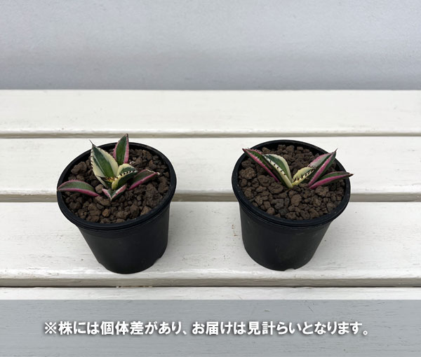 アガベ：チタノタ　スナグルトゥース　3号ポット