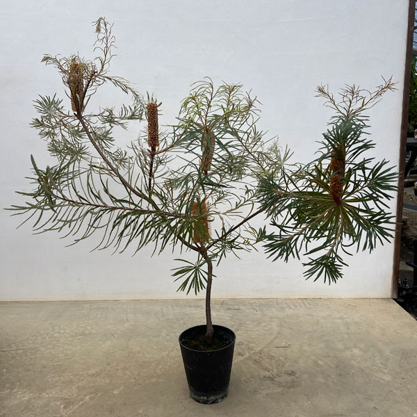 バンクシア:スピヌローサ(ヘアピンバンクシア)5号鉢植え