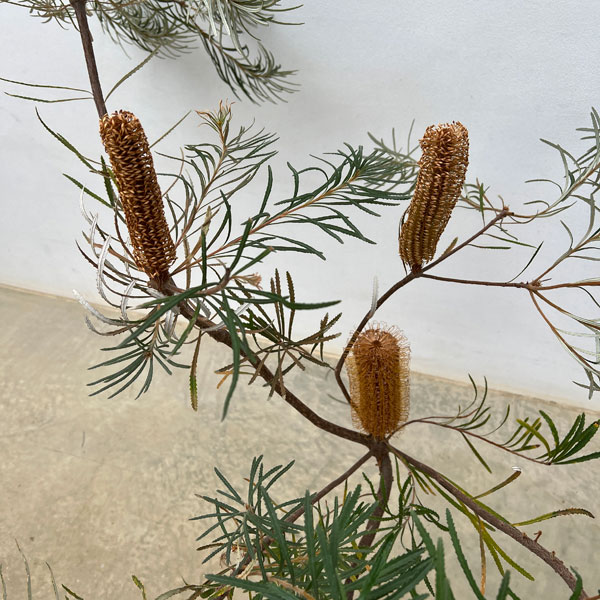 バンクシア:スピヌローサ(ヘアピンバンクシア)5号鉢植え