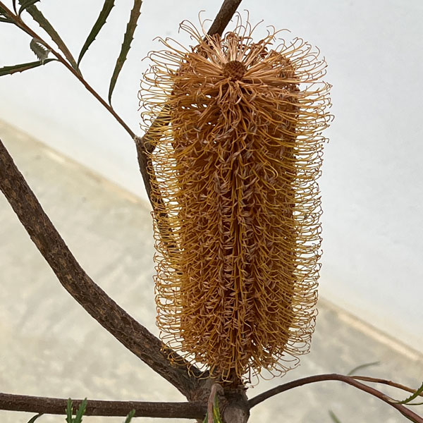 バンクシア:スピヌローサ(ヘアピンバンクシア)5号鉢植え