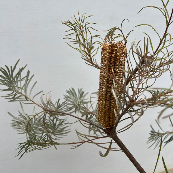 バンクシア:スピヌローサ(ヘアピンバンクシア)5号鉢植え