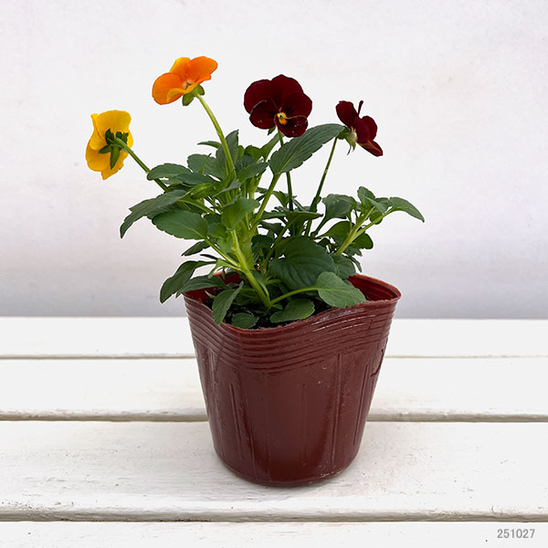 ビオラ:2色植え ソルベXP(ディープオレンジ&レッド)3.5号ポット