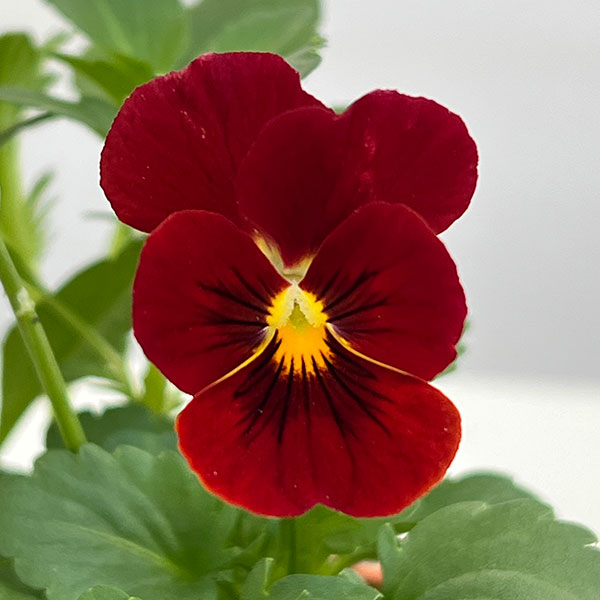 ビオラ:2色植え ソルベXP(ディープオレンジ&レッド)3.5号ポット