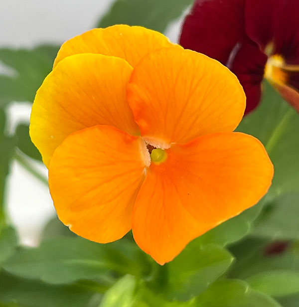 ビオラ:2色植え ソルベXP(ディープオレンジ&レッド)3.5号ポット