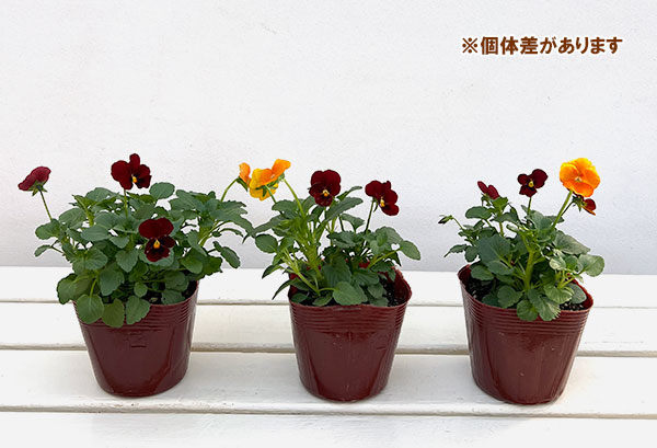 ビオラ:2色植え ソルベXP(ディープオレンジ&レッド)3.5号ポット