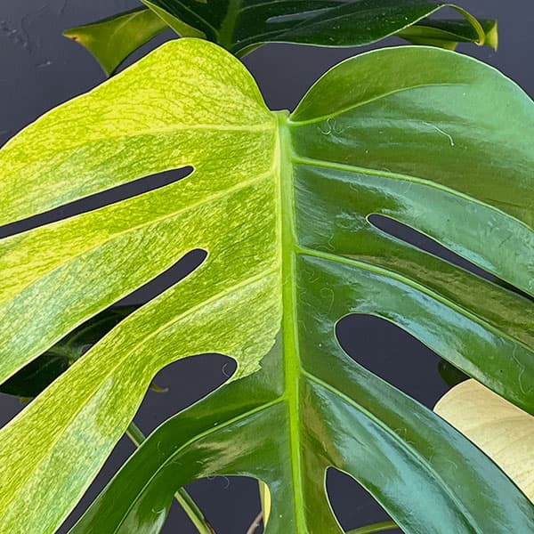 モンステラ：ボルシギアーナ　ミント　6号鉢植え