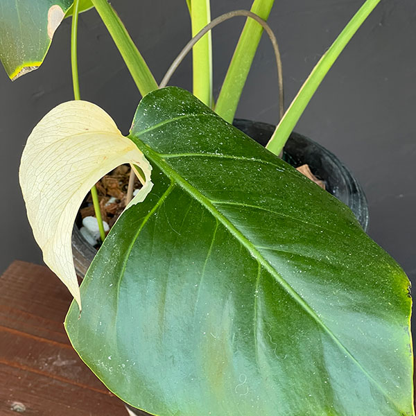 モンステラ：ボルシギアーナ　ミント　6号鉢植え