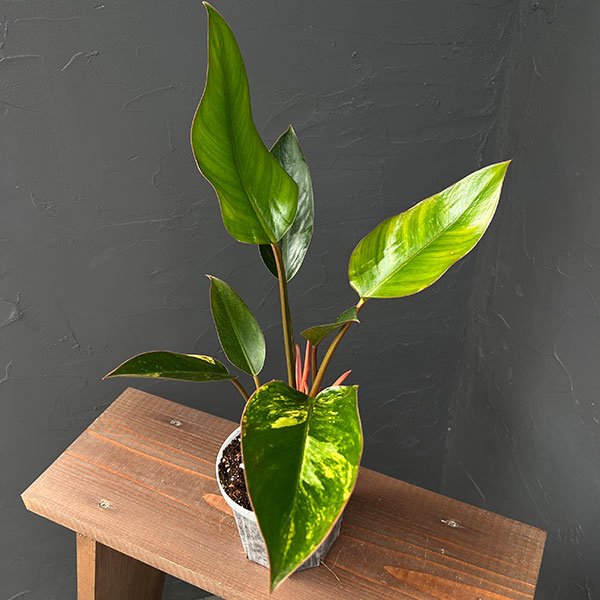 フィロデンドロン:レッドコンゴ バリエガータ 4号鉢植え