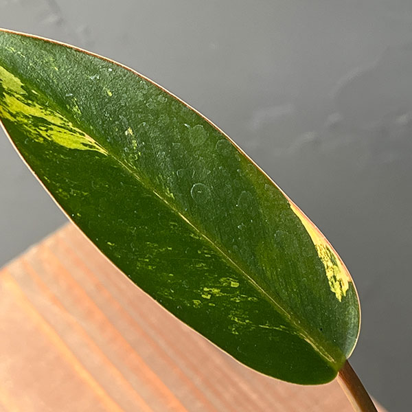 フィロデンドロン:レッドコンゴ バリエガータ 4号鉢植え