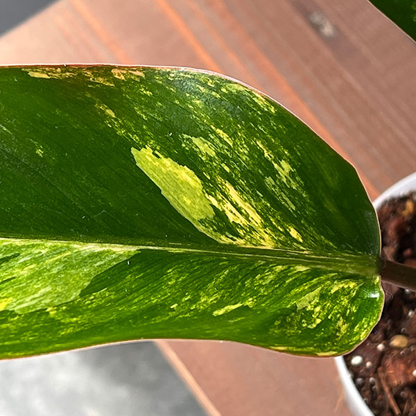 フィロデンドロン:レッドコンゴ バリエガータ 4号鉢植え